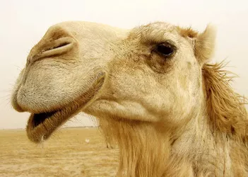 camel_up_close.jpg camel_up_close.jpg