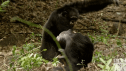 MilkyHatefulGartersnake-size_restricted.gif MilkyHatefulGartersnake-size_restricted.gif
