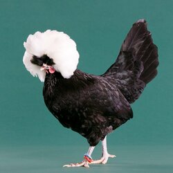White-Crested-Black-Polish-Bantam-7393.jpg White-Crested-Black-Polish-Bantam-7393.jpg