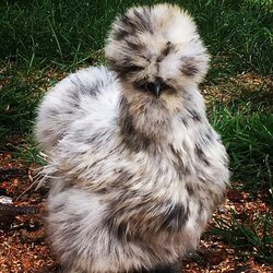 ma-swanky-silkies-silkie-showgirl-hatching-eggs-and-chicks-21901065.jpg ma-swanky-silkies-silkie-showgirl-hatching-eggs-and-chicks-21901065.jpg