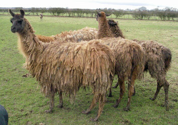 Llamas1.jpg Llamas1.jpg