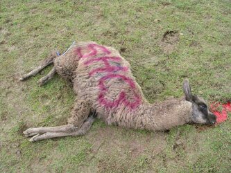 llamas3.jpg llamas3.jpg
