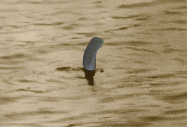 lochnessneophallus.jpg lochnessneophallus.jpg