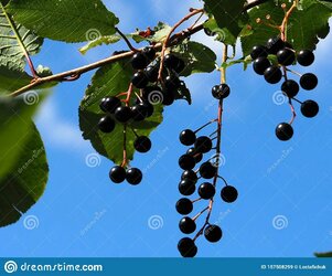 these are the berries you're looking for.jpg these are the berries you're looking for.jpg