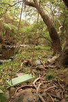 This-is-where-the-black-cloaked-witch-of-Elfin-Forest-is-often-spotted.jpg This-is-where-the-black-cloaked-witch-of-Elfin-Forest-is-often-spotted.jpg