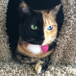 chimera cat.jpg chimera cat.jpg