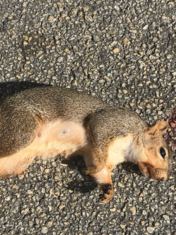 Squirrel Rant 1.png Squirrel Rant 1.png