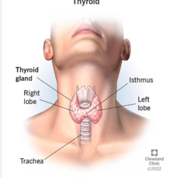thyroid.png thyroid.png