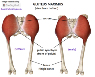 gluteus-maximus-male-female-rear-view.png gluteus-maximus-male-female-rear-view.png