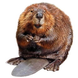beaver-42.jpg beaver-42.jpg
