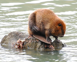 Beaver3.jpg Beaver3.jpg