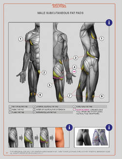 Anatomyforsculptors_2014_Page_057.png Anatomyforsculptors_2014_Page_057.png