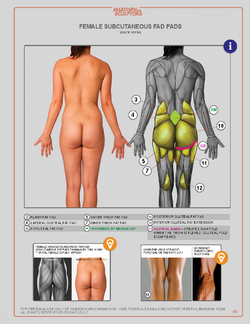 Anatomyforsculptors_2014_Page_060.png Anatomyforsculptors_2014_Page_060.png