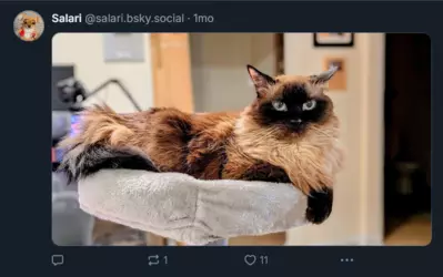 Screenshot 2025-02-01 at 23-06-25 Salari (@salari.bsky.social) — Bluesky.png Screenshot 2025-02-01 at 23-06-25 Salari (@salari.bsky.social) — Bluesky.png
