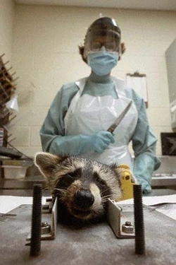 raccoon slasher movie.jpg raccoon slasher movie.jpg