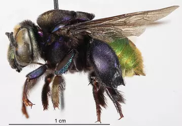 Eufriesea_purpurata_lat.webp Eufriesea_purpurata_lat.webp