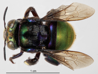 Unpinned_Eufriesea_purpurata_dorsal.webp Unpinned_Eufriesea_purpurata_dorsal.webp