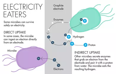 ElectrictyEaters_615.png ElectrictyEaters_615.png