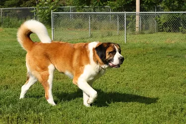 Saint-Bernard-Running-Walking_Nick-Chase-68_Shutterstock.jpg Saint-Bernard-Running-Walking_Nick-Chase-68_Shutterstock.jpg