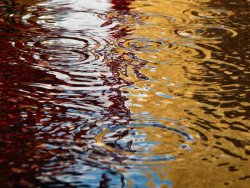 rain-puddle.jpg rain-puddle.jpg