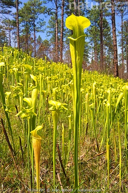 alepitcherplant.jpg alepitcherplant.jpg