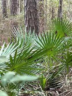 saw-palmetto.jpg saw-palmetto.jpg
