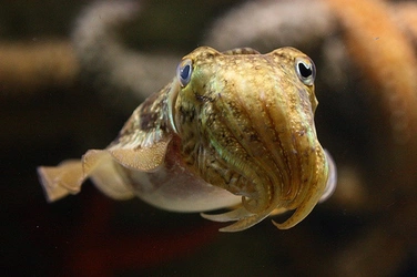 cephalopod.jpg