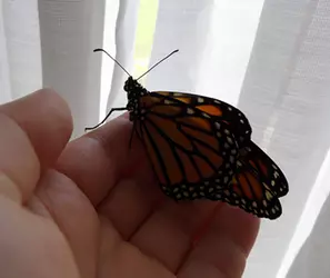 MonarchButterfly1.png