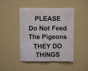 Pigeons do things.jpg