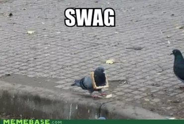 PigeonSwag.jpg