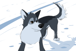 doginsnow.png