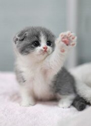 cute-grey-and-white-kitten-putting-its-paw-out.jpeg