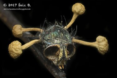 cordyceps-infected-fly.jpg