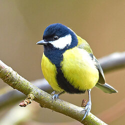 555x555_Great_Tit_2.jpg