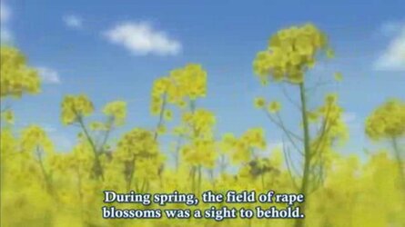 rapeseed.jpg