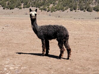 emaciated210424.jpeg
