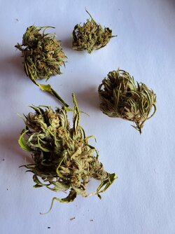 bud1.jpg