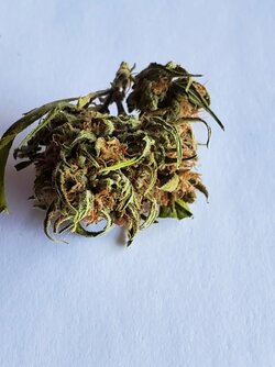 bud2.jpg