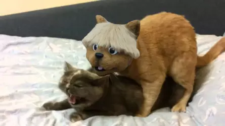 crusadercat.png