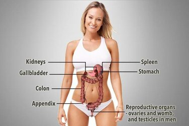 stomach.jpg