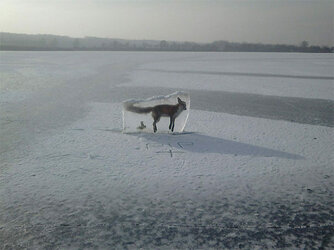 frozen fox.jpg