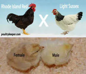 chickengenes.png