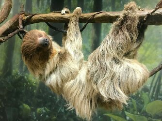 ethel_the_sloth_01.jpg