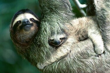SLOTHS3.jpg