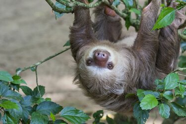 sloth-lane-main-compressor.jpg