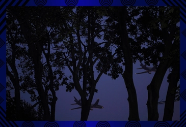 Shadow Trees.jpg