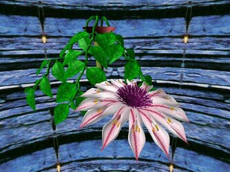 clematis.jpg