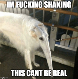 ee6.png
