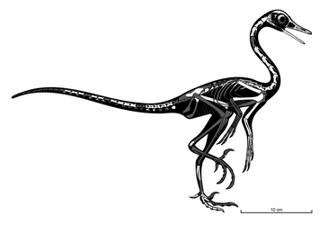 Natovenator_skeletal_(holotype).png