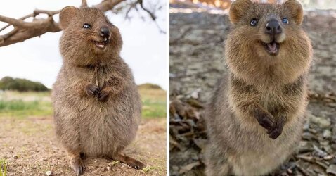 quokka.jpg